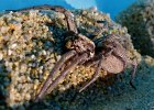 Découverte des petits-enfants : Araignée aquaphile